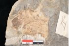 Foto (Detailansicht) von Daphnophyllum sp. (NHMW-GEO-2024-0188-10168)